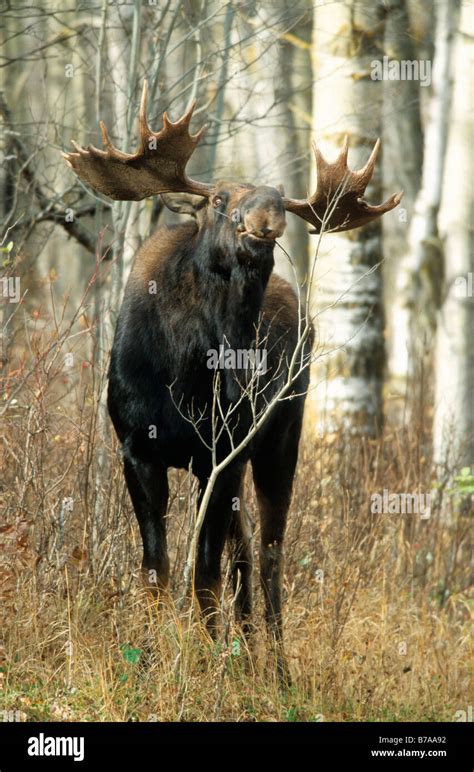 Moose or Elk bull (Alces alces), Elk Island National Park, Alberta ...