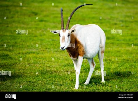 Scimitar Horned Oryx In The Wild This Spiral Horned Antelopes Coat