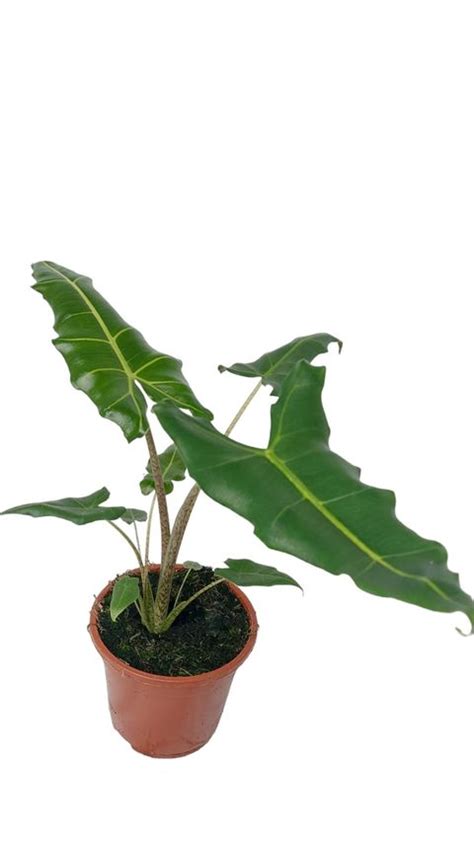 Alocasia Sarian Plant Wholesale Floraccess