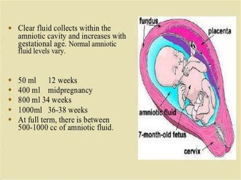 Amniotic Fluid