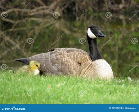 Baby Canada Goose Goslings Under The Wing Of Mother Canada Goose ...