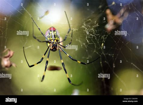 Golden Orb Spider Nephila Clavata Species Found In Japan Near Kyoto