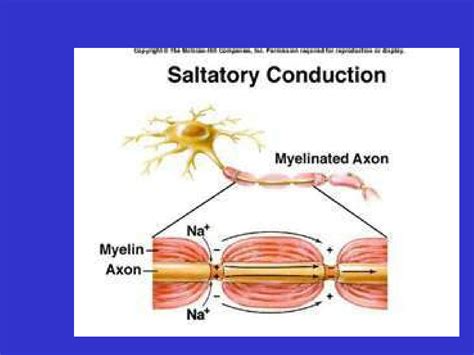 SOLUTION: Classification of nerve fibers - Studypool