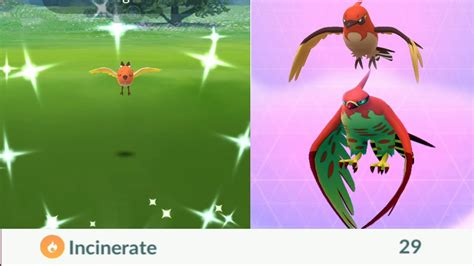 Catching Shiny Fletchling Fletchinder Talonflame With Incinerate In