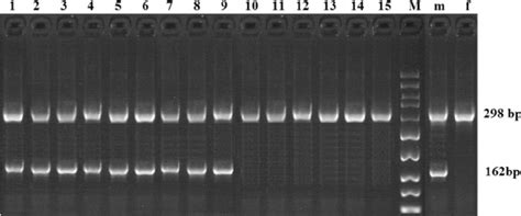 The Sex Determination Results Of Ovine Primary Satellite Cells Using