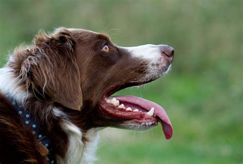 Brown Springer Spaniel Border Collie Mix