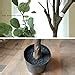 Amazon Apeair Artificial Eucalyptus Tree Tall 6 3Feet Fake Potted