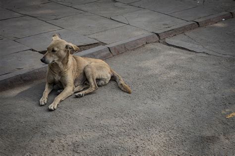 Old Delhi Streets on Behance