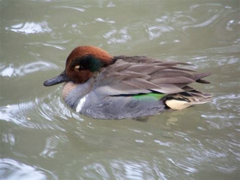 Green Winged Teal Duck for sale