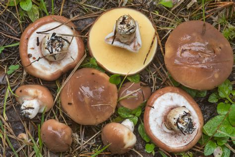 Suillus Luteus All About The Slippery Jack Mushroom