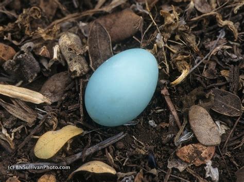 B N Sullivan Photography The Egg Of The Common Myna Is Robin Egg Blue