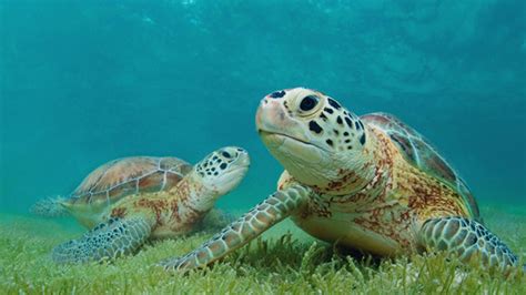 Borde Convergencia Sitio Datos Curiosos De Las Tortugas Pared Tesauro