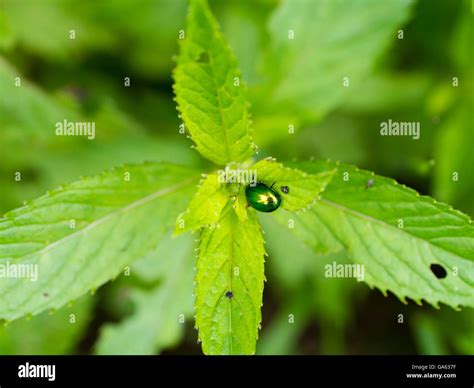 Mint Leaf Beetle Chrysolina Herbacea On A Mint Leaf Stock Photo Alamy