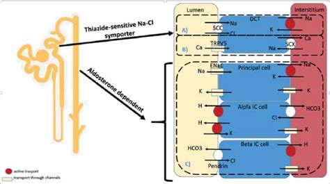 Thiazide And Aldosterone Dependent Pathways A Thiazide Diuretics Act