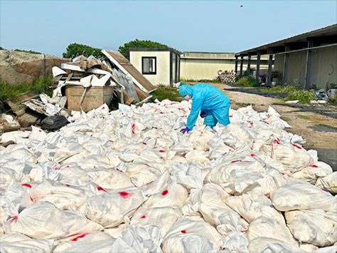 《彰化》芳苑蛋雞場確診禽流感 撲殺近4萬隻