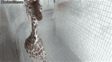 Giraffe Tongue GIFs | Tenor