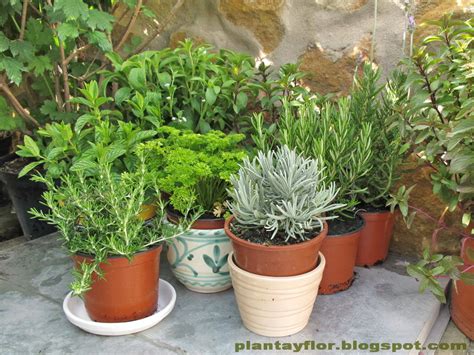 Plantas Y Flores Aromáticas En Casa