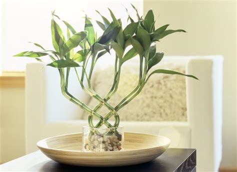 12 Plantas De La Buena Suerte Según El Feng Shui Nombres Y Fotos