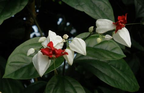 Clerodendrum Thomsoniae Lamiaceae Image 17857 At PhytoImages Siu Edu