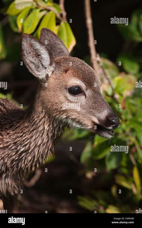 Key Deer Florida Animal US USA endangered Key Stock Photo - Alamy