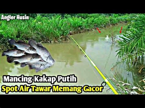 Mancing Kakap Putih Spot Air Tawar Memang Gacor Habis Youtube