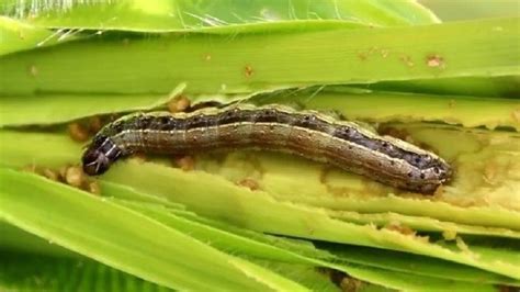 13 Natural Ways To Get Rid Of Armyworms On Plants Dre Campbell Farm