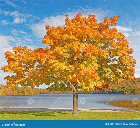 Sugar Maple Tree Lake Taghkanic State Park In Fall Stock Image Image