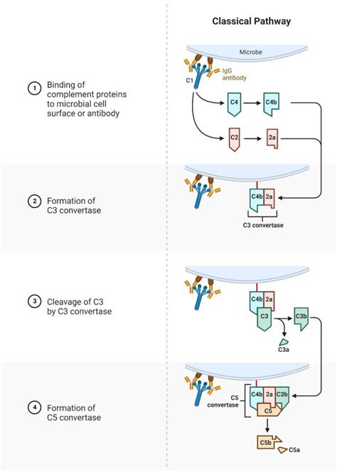 Complement System And Classical Pathway