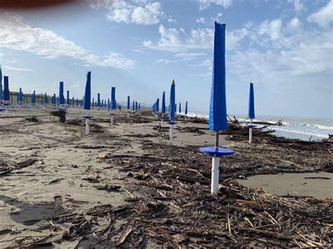 Spiagge Maxi Intervento Per La Rimozione Dei Tronchi Sulle Spiagge