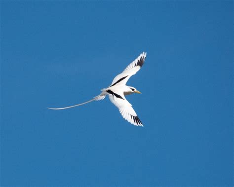 White-Tailed Tropicbird - Facts, Diet, Habitat & Pictures on Animalia.bio