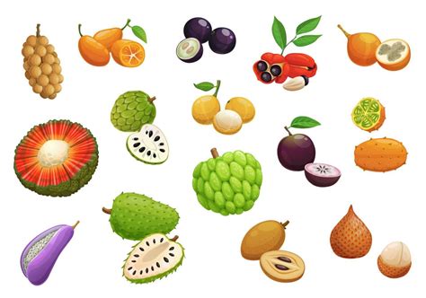 Isolated Cartoon Exotic Tropical Fruits Vector Art At Vecteezy