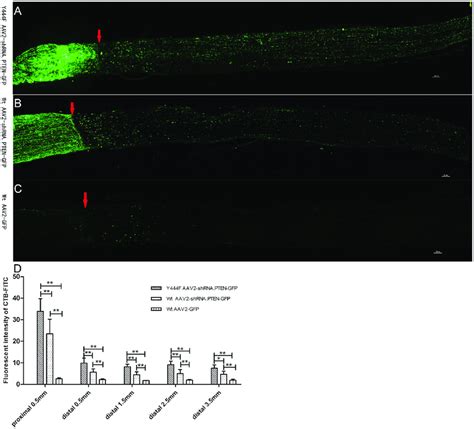 PTEN Knockdown Promoting Axons Regeneration In Optic Nerve 6 Weeks