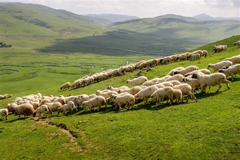 Rebanho De Cercetas Verde Voadas Imagem De Stock Imagem De Grupo