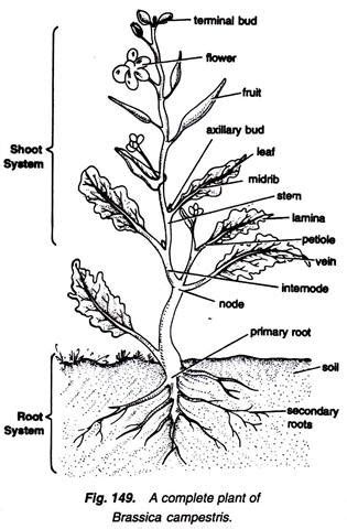 Body Plan of a Dicotyledonous Plants (With Diagram)