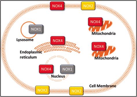 Cellular Localization Of Various NADPH Oxidase NOX Isoforms NOX1 Is