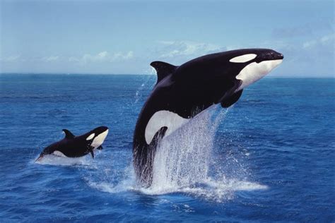 False Killer Whale vs Orca: Key Differences and Similarities – Ocean ...