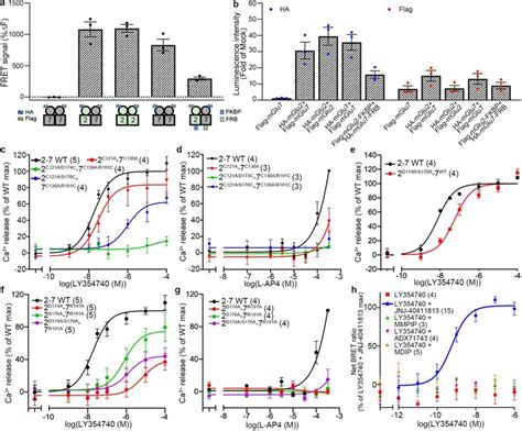 Tr Fret And Functional Assays Of Mglu And Mglu Homo And