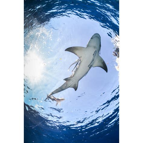 Highland Dunes Shark On Canvas Photograph Wayfair