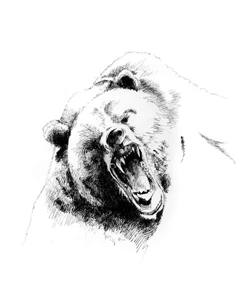 Grizzly Bear Sketches Grizzly Bear Drawing Bear Drawing Grizzly Bear