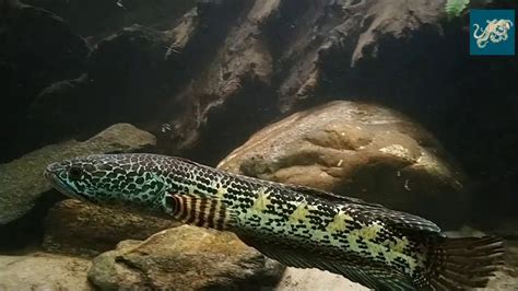 Channa Aurantimaculata Gold Cobra Snakehead Snakehead Monsterfish