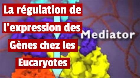 R Gulation De L Expression Des G Nes Chez Les Eucaryotes Youtube