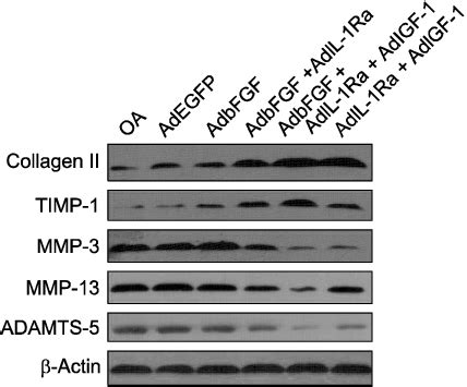 Effect Of Gene Delivery On The Expression Of Adamts Mmp Mmp