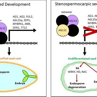 Proposed Model Of The Crosstalk Between Auxin And Ga Signalling