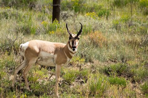 Colorado Parks and Wildlife offering money to private landowners for access