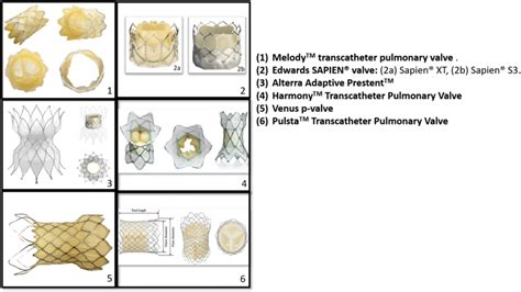 1 Melody™ Transcatheter Pulmonary Valve 2 Edwards Sapien® Valve