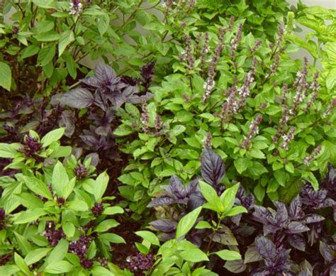 Пряные травы с огорода полезные для здоровья