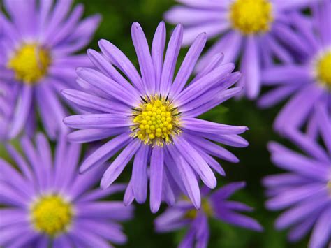 Top 5 Fall Blooming Perennials