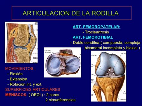 Articulación de la rodilla anatomía función tipo partes y más