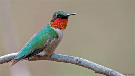 Audubon Hummingbirds