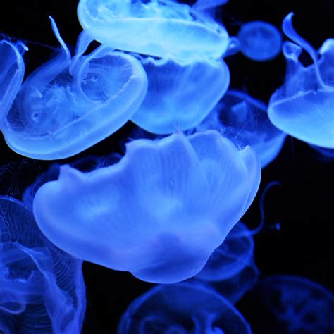 Blue jellyfish iPad wallpaper